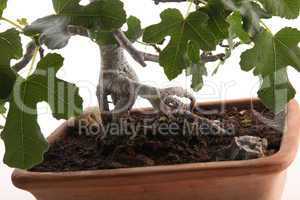 Roots of bonsai fig tree