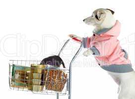 Dog pushing a shopping cart full of food
