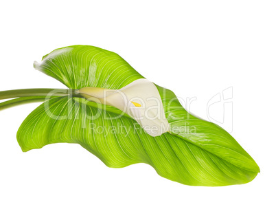 White Calla lilies with leaf