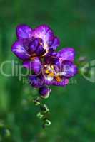 Beautiful purple freesia