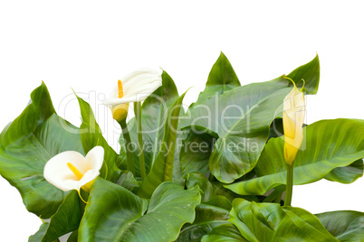 White Calla lilies with leaf