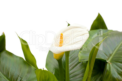 White Calla lilies with leaf