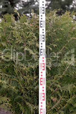 hedge with yardstick