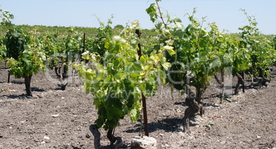 Plant grape vines in spring
