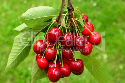 cherries on a branch 1