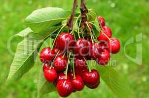 cherries on a branch 1