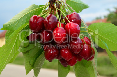 cherries on a branch 2