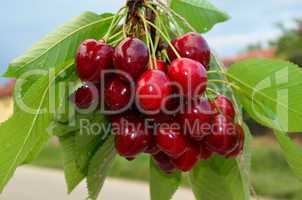 cherries on a branch 2