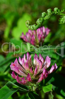 red clover