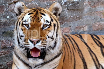 tiger 8