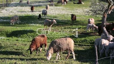 Sheep grazing on meadow, closeup