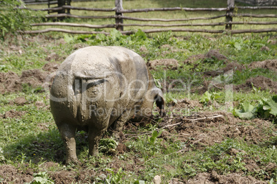 bentheimer landschwein