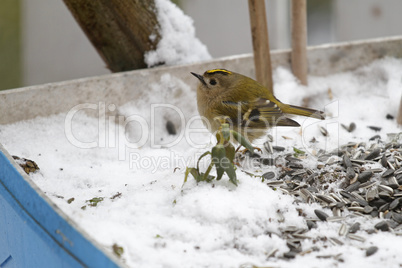 wintergoldhähnchen