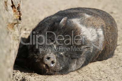 ruhendes hängebauchschwein