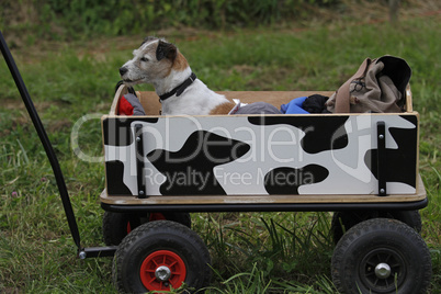 jack russel terrier im bollerwagen