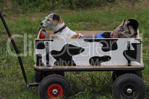 jack russel terrier im bollerwagen