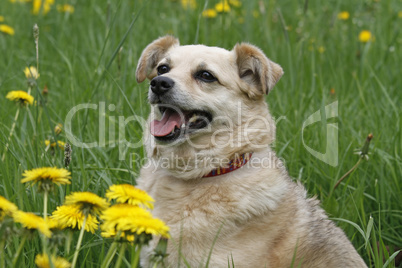 hund mit löwenzahn