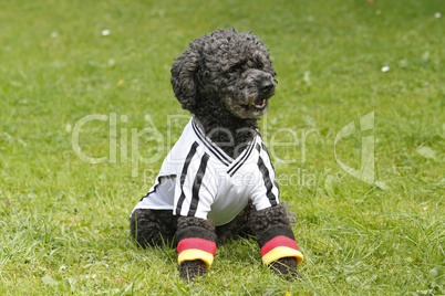 pudel im fussball-trikot (deutschland)