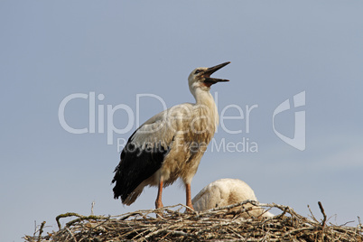 weißstörche (jungvögel) im nest