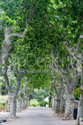 plane trees in southern france