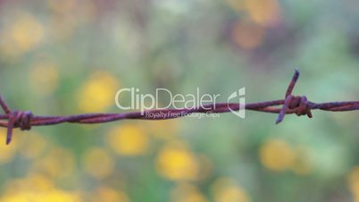 Old Barbed Wire Knot Macro Dolly