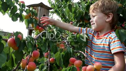 Boy and Apricot