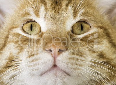 Orange cat close up eyes