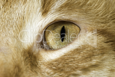 Orange cat close up eyes