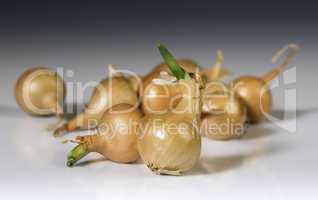 Small onions