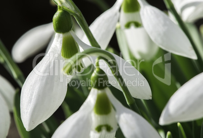 Snowdrop flower in a snow.