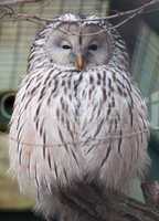 Habichtskauz, Ural Owl, Strix uralensis