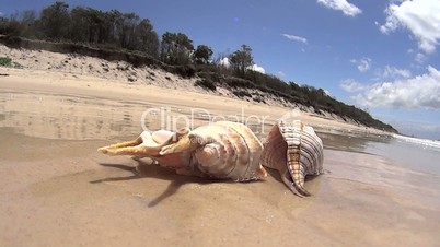 Shells On Beach