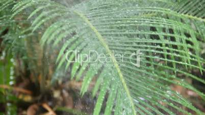 Spray On Fronds