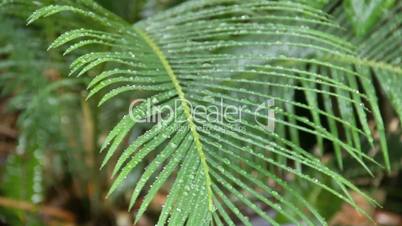 Water On Palm Frond