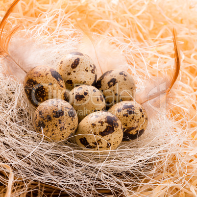 quail's eggs