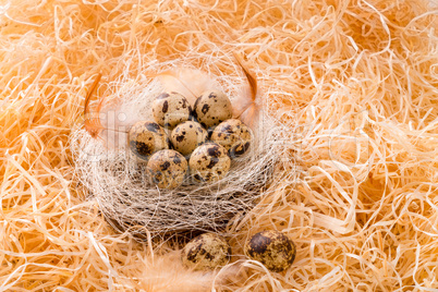 quail's eggs