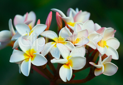 Plumeria flowers