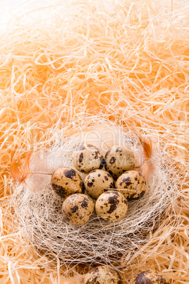 quail's eggs