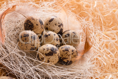 quail's eggs