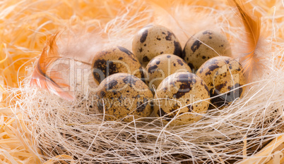 quail's eggs