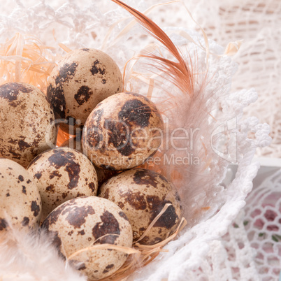 quail's eggs