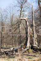old dead and broken tree stem