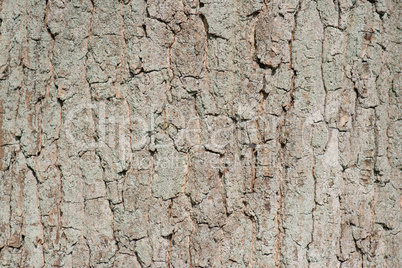 tree bark background pattern texture