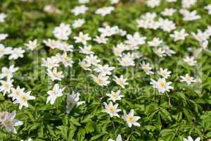 wood anemone