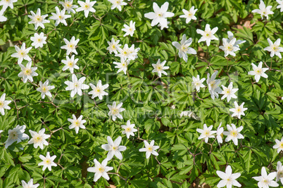 wood anemone