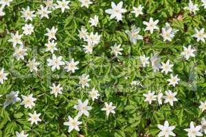 wood anemone