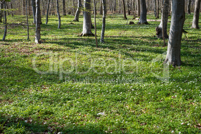 forest floor in spring