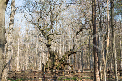 the kings oak tree, kongeegen