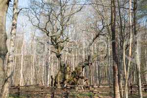 the kings oak tree, kongeegen