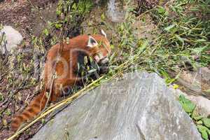 red panda, ailurus fulgens